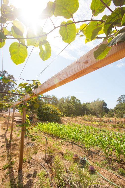 The sun bakes one of Westmont's gardens below the tennis courts, environmental studies